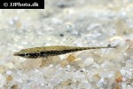 indostomus crocodilus indostomus crocodilus