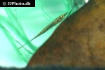 indostomus paradoxus indostomus paradoxus
