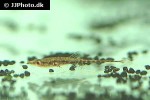 indostomus paradoxus indostomus paradoxus