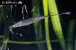 indostomus paradoxus indostomus paradoxus