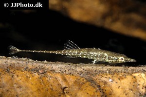 Sticklebacks