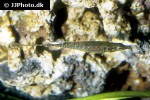 indostomus paradoxus indostomus paradoxus