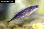 pungitius pungitius pungitius pungitius