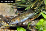 pungitius pungitius pungitius pungitius