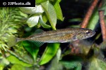 pungitius pungitius pungitius pungitius