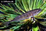 pungitius pungitius pungitius pungitius