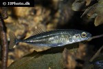 pungitius pungitius pungitius pungitius
