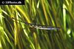 spinachia spinachia spinachia spinachia