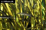 spinachia spinachia spinachia spinachia