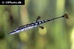 spinachia spinachia spinachia spinachia