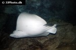 aetobatus narinari aetobatus narinari