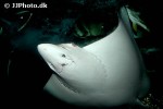 aetobatus narinari aetobatus narinari