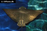 aetobatus ocellatus aetobatus ocellatus