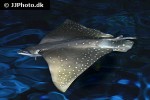 aetobatus ocellatus aetobatus ocellatus