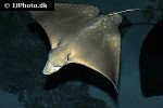 aetobatus ocellatus aetobatus ocellatus