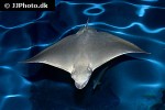 aetobatus ocellatus aetobatus ocellatus