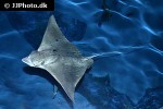 aetobatus ocellatus aetobatus ocellatus