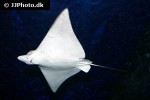 aetobatus ocellatus aetobatus ocellatus