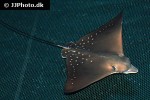 aetobatus ocellatus aetobatus ocellatus