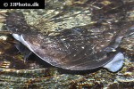 dipturus batis dipturus batis