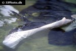 dipturus batis dipturus batis