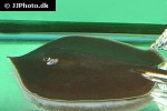 fluvitrygon signifer fluvitrygon signifer