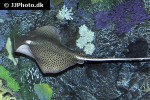 himantura uarnak himantura uarnak