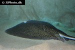 himantura undulata himantura undulata