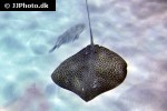 himantura undulata himantura undulata