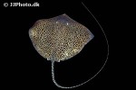 himantura undulata himantura undulata