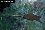 himantura undulata himantura undulata