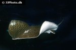 himantura undulata himantura undulata