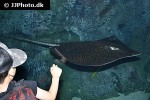 himantura undulata himantura undulata