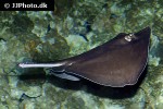 hypanus americanus hypanus americanus