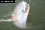 hypanus sabinus hypanus sabinus