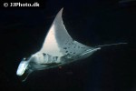 mobula alfredi mobula alfredi