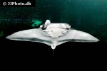 mobula birostris mobula birostris