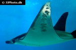 mobula thurstoni mobula thurstoni