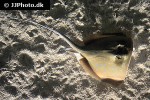 neotrygon kuhlii neotrygon kuhlii