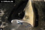 neotrygon kuhlii neotrygon kuhlii