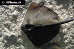 neotrygon kuhlii neotrygon kuhlii
