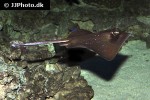 neotrygon kuhlii neotrygon kuhlii