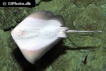 neotrygon kuhlii neotrygon kuhlii