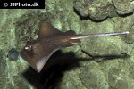 neotrygon kuhlii neotrygon kuhlii