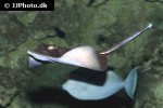 neotrygon kuhlii neotrygon kuhlii