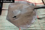 pastinachus sephen pastinachus sephen