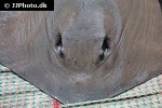 pastinachus sephen pastinachus sephen