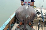 pastinachus sephen pastinachus sephen