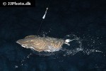 pateobatis jenkinsii pateobatis jenkinsii