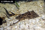 raja brachyura raja brachyura